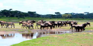 Serengeti Savannah Camps – Umgebung