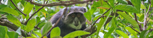 Abenteuer Tansania - Tierwelt