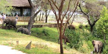 Tarangire Safari Lodge