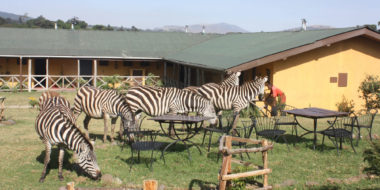 Rhino Lodge, Zebra-Invasion