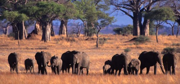 Tarangire Safari Lodge, Elefanten