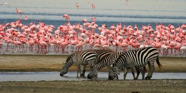 Lake Manyara Nationalpark, Beitragsbild