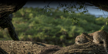 Kusini Safari Camp, Gepard