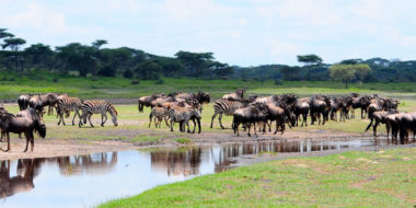 Serengeti Savannah Camps, Büffel- und Zebraherden