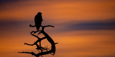 Adler im Sonnenaufgang
