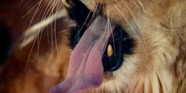 Tier- und Naturfotografie